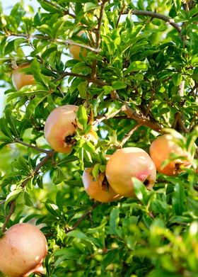 Pomegranate 'Azadi' (Punica granatum 'Azadi')