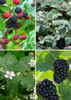 Thornless Blackberry Bundle: Natchez + Apache + Ponca