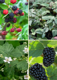Thornless Blackberry Bundle: Ponca, Natchez + Apache