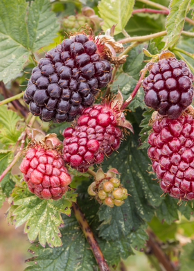 Boysenberry (Rubus ursinus × idaeus × brambles hybrid)