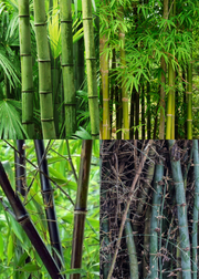 Edible Bamboo Bundle: 'Oldhamii' & 'Black Asper'