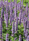 Korean Mint (Agastache rugosa)