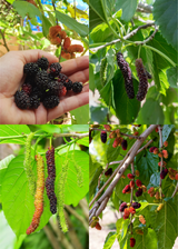 Mulberry Duo: 'Everbearing' & 'Pakistan'