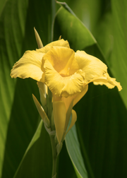 Golden Canna (Canna flaccida)