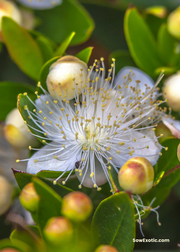 Greek Myrtle (Myrtus communis)