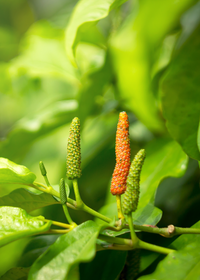 Long Pepper (Piper longum)
