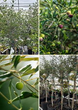 Mediterranean Olive Pair: Chemlali + Arbequina