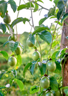 Passiflora 'Bounty' (Passiflora edulis)