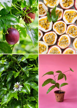 Passion Fruit Bundle: Purple Possum + Panama Red