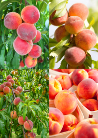 Low Chill Peaches: 'UF One', 'Tropic Beauty'