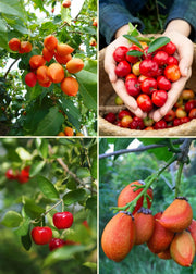 Tropical Fruit Bundle: Peanut Butter Fruit + Barbados Cherry