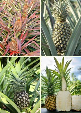 Pineapple Trio: Sugarloaf + White Jade + FL Special