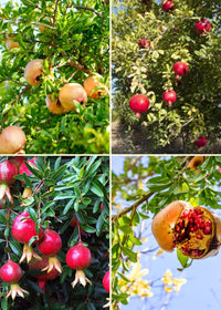 Pomegranate Duo: Afganski + Azadi
