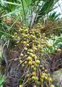 Saw Palmetto (Serenoa repens)