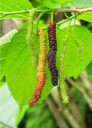 Companion Plants Bundle: 'Pakistan' Mulberry and Jamun