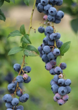 Companion Plants Bundle: Blueberry 'Emerald' & Self Heal Herb