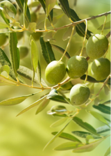Olive 'Chemlali' (Olea europea)