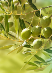 Olive 'Chemlali' (Olea europea)