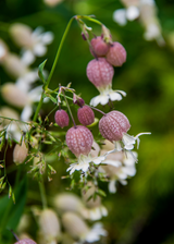 Sculpit (Silene inflata)