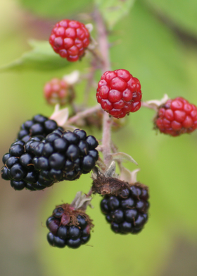 Blackberry, Thornless 'Ponca' (Rubus fruticosus ‘Ponca’)