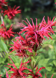 Red Bergamot (Monarda didyma)