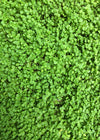 Corsican Mint (Mentha requienii)