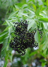 Elderberry, Florida Native (Sambucus canadensis)