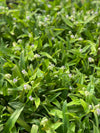 Beijing Grass (Murdannia loriformis)
