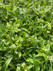 Beijing Grass (Murdannia loriformis)