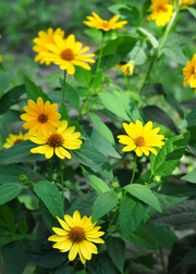 Jerusalem Artichoke (Helianthus tubersosus)