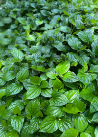 Lolot (Piper sarmentosum)