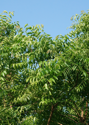 Neem Tree (Azadirachta indica)