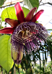 Giant Granadilla (Passiflora quadrangularis L.)