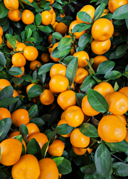 Tango Mandarin (Citrus reticulata Blanco)