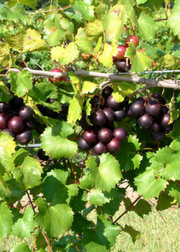 Muscadine Grape 'Alachua' (Vitis rotundifolia)