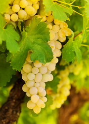 Grape 'Blanc du Bois' (Vitis vinifera)