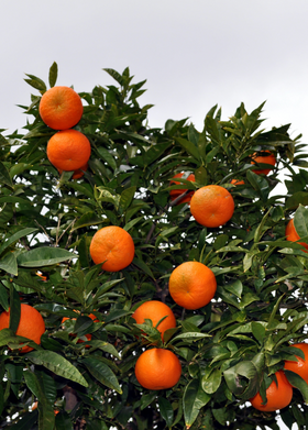 Sunburst Tangerine (Citrus reticulata)
