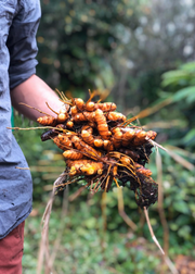 Turmeric, Orange (Curcuma longa)