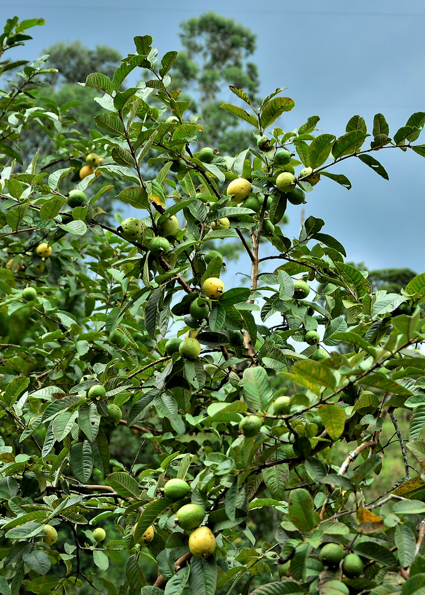 America Native Plants