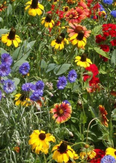 Colorful mix of wildflowers including sunflowers, daisies, and blue cornflowers.