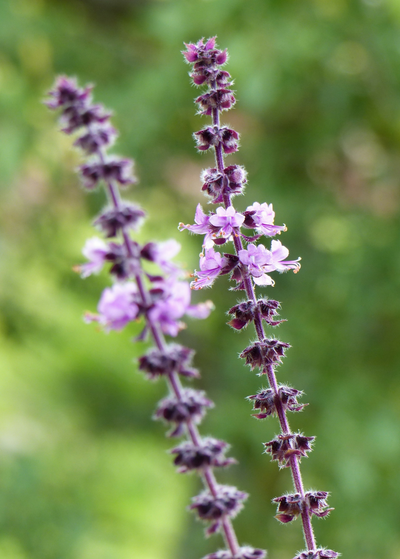 Close up of African blue basil purple flowers