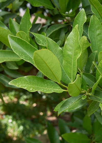 close up of branch with long, oblong, sleek green leaves on Allspice tree