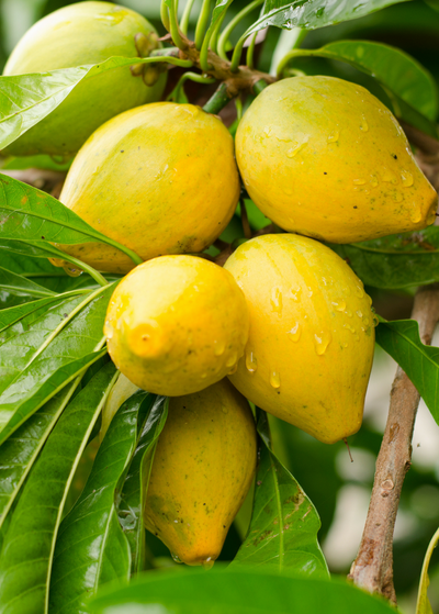 cluster of Trompo Canistel fruits on tree with water droplets dripping off - fruits are yellow with green overtones on top