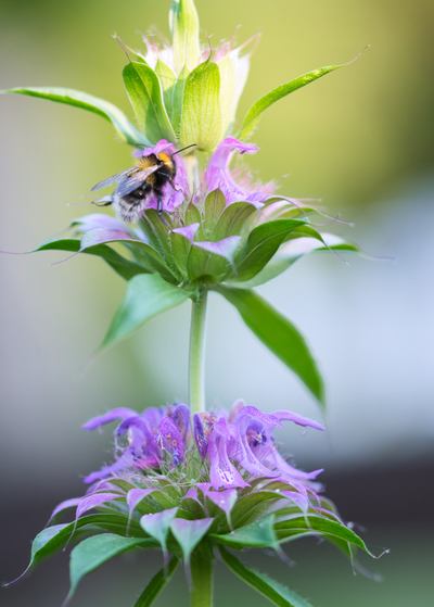 close up honey bee landing on purple flowers growing in a leaf based ring around the Bergamot  stem
