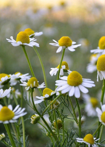 Close-up of chamomile flowers with a blurred green background
