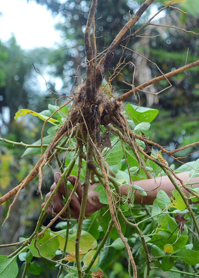 hand holding freshly dug ashwagandha root - long roots branch off in multiple directions from center bulb