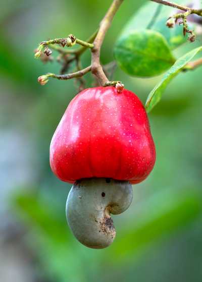 red, bell-shaped Red Cashew fruit with bluish green, curved nut growing from base