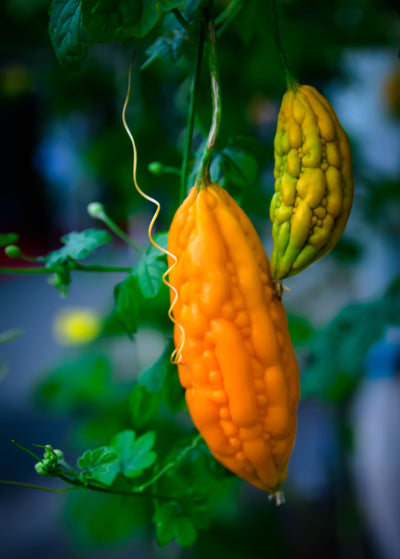 close up of a ripe and an unripe Chinese Bitter Melon fruit on delicate vine with small leaves - ripe is bright orange with bumpy texture - unripe is light orange with green splotches and more pronounced bumps