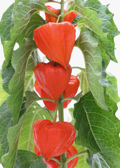 Japanese Lanterns, Physalis alkekeng, close up of  of Japanese lantern pods, Japanese-Lantern, Winter Cherry, Bladder Cherry, Strawberry Ground Cherry, Chinese Lantern