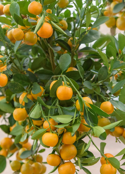 section of Calamondin tree with bountiful production of orange globular fruits  with slightly flattened bottoms - leaves are smooth and obtuse